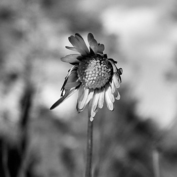 En Macro<br>LEICA Q3, 28 mm, 800 ISO,  1/2000 sec,  f : 8 