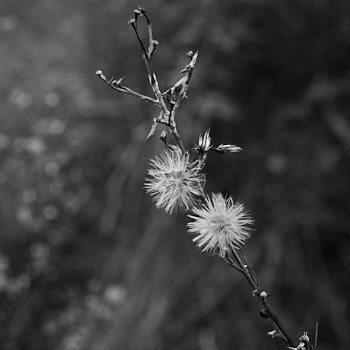 En Macro<br>LEICA Q3, 28 mm, 500 ISO,  1/50 sec,  f : 7.1 