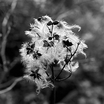 Macro<br>LEICA Q3, 28 mm, 1250 ISO,  1/250 sec,  f : 5.6 