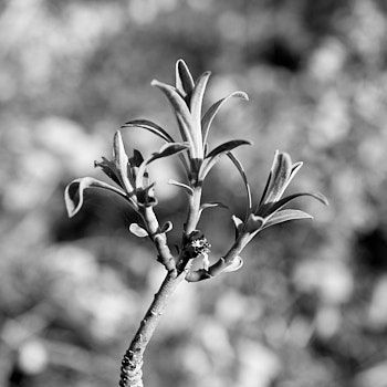 Macro<br>LEICA Q3, 28 mm, 100 ISO,  1/250 sec,  f : 2.8 