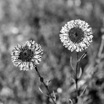 En Macro<br>LEICA Q3, 28 mm, 160 ISO,  1/250 sec,  f : 5.6 