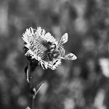 En Macro<br>LEICA Q3, 28 mm, 250 ISO,  1/1000 sec,  f : 4 