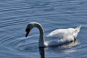 Enzo<br>NIKON D300S, 700 mm, 280 ISO,  1/1250 sec,  f : 8 