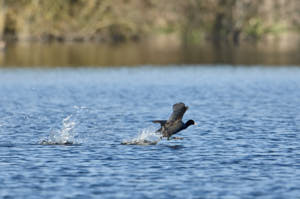 Enzo<br>NIKON D300S, 700 mm, 720 ISO,  1/1250 sec,  f : 7.1 