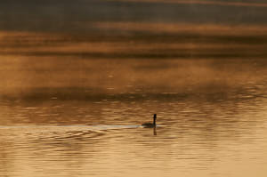 Enzo<br>NIKON D300S, 420 mm, 500 ISO,  1/1600 sec,  f : 6.3 