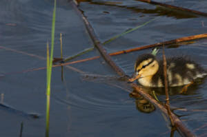 Enzo<br>NIKON D300S, 420 mm, 1600 ISO,  1/1600 sec,  f : 16 