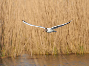 Enzo<br>NIKON D300S, 420 mm, 320 ISO,  1/1250 sec,  f : 6.3 