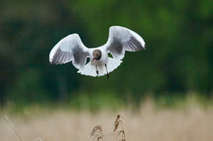 Enzo<br>NIKON D300S, 420 mm, 1600 ISO,  1/5000 sec,  f : 5.6 