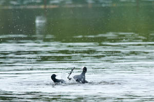 Enzo<br>NIKON D300S, 420 mm, 220 ISO,  1/250 sec,  f : 5.6 