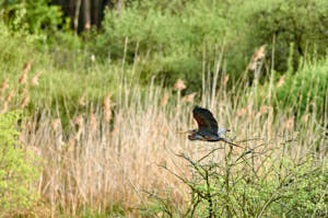 Enzo<br>NIKON D300S, 420 mm, 1400 ISO,  1/1250 sec,  f : 6.3 