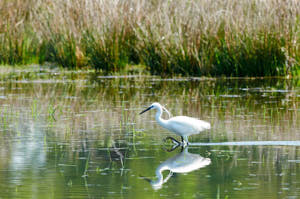 Enzo<br>NIKON D300S, 420 mm, 1250 ISO,  1/2500 sec,  f : 8 