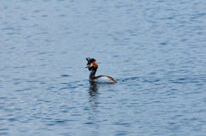 Enzo<br>NIKON D300S, 420 mm, 640 ISO,  1/2500 sec,  f : 8 