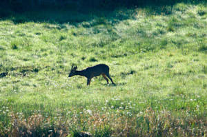 Enzo<br>NIKON D300S, 850 mm, 1000 ISO,  1/2000 sec,  f : 8 