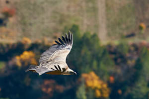 Enzo<br>NIKON D300S, 420 mm, 200 ISO,  1/1000 sec,  f : 7.1 