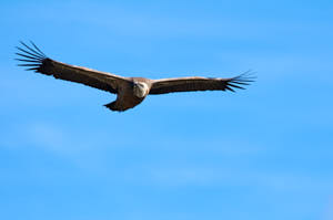 Enzo<br>NIKON D300S, 420 mm, 200 ISO,  1/1000 sec,  f : 7.1 