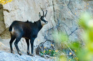 Enzo<br>NIKON D300S, 420 mm, 3200 ISO,  1/1000 sec,  f : 7.1 