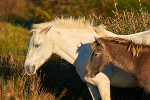 Enzo<br>NIKON D300S, 420 mm, 220 ISO,  1/1000 sec,  f : 7.1 