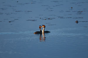 Enzo<br>NIKON D300S, 420 mm, 1000 ISO,  1/1250 sec,  f : 5.6 