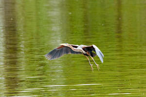 Enzo<br>NIKON D300S, 420 mm, 2800 ISO,  1/1600 sec,  f : 8 