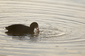 Enzo<br>NIKON D300S, 420 mm, 200 ISO,  1/1000 sec,  f : 5.6 