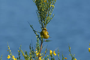 Enzo<br>NIKON D300S, 420 mm, 560 ISO,  1/1600 sec,  f : 8 