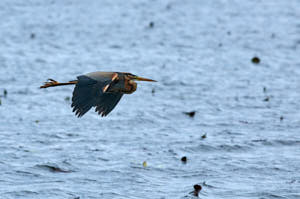 Enzo<br>NIKON D300S, 420 mm, 640 ISO,  1/2500 sec,  f : 7.1 