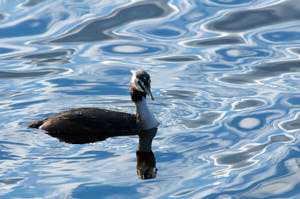 Enzo<br>NIKON D300S, 420 mm, 640 ISO,  1/1600 sec,  f : 8 