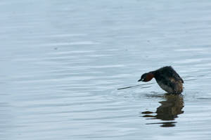 Enzo<br>NIKON D300S, 420 mm, 450 ISO,  1/1250 sec,  f : 8 