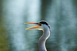 Enzo<br>NIKON D300S, 700 mm, 1400 ISO,  1/1600 sec,  f : 8 