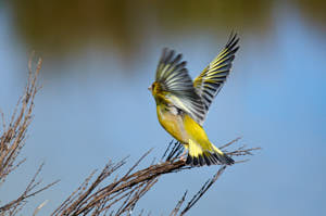 Enzo<br>NIKON D300S, 420 mm, 900 ISO,  1/1250 sec,  f : 8 