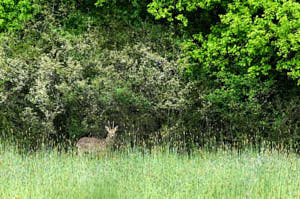 Enzo<br>NIKON D300S, 420 mm, 3200 ISO,  1/1600 sec,  f : 8 