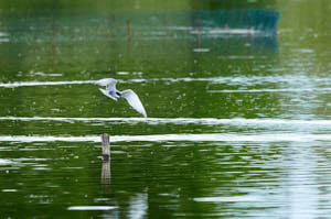 Enzo<br>NIKON D300S, 420 mm, 1600 ISO,  1/1600 sec,  f : 8 