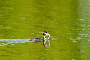 Enzo<br>NIKON D300S, 420 mm, 1100 ISO,  1/1600 sec,  f : 8 