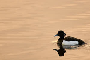 Enzo<br>NIKON D300S, 420 mm, 200 ISO,  1/250 sec,  f : 5.6 