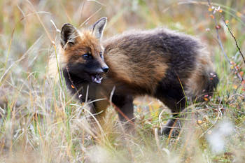 Animaux<br>NIKON D4, 500 mm, 1600 ISO,  1/1000 sec,  f : 5.6 