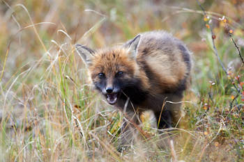 Animaux<br>NIKON D4, 500 mm, 1600 ISO,  1/1000 sec,  f : 5.6 