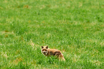 Animaux<br>NIKON D300S, 420 mm, 1400 ISO,  1/1600 sec,  f : 9 