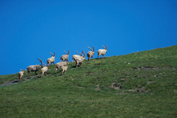 Animaux<br>NIKON Df, 850 mm, 560 ISO,  1/2000 sec,  f : 6.7 