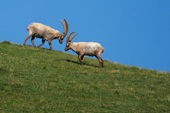 Bouquetins<br>NIKON Df, 850 mm, 560 ISO,  1/2000 sec,  f : 8 