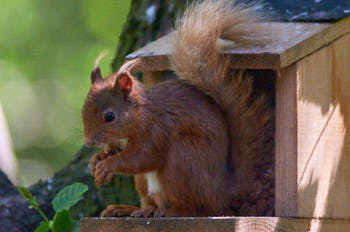 Ecureuil<br>NIKON D300S, 420 mm, 3200 ISO,  1/500 sec,  f : 5.6 