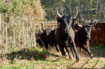 Vachettes Camargue<br>NIKON D4, 70 mm, 1250 ISO,  1/1000 sec,  f : 7.1 