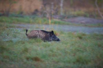 Sanglier<br>NIKON D4, 500 mm, 8000 ISO,  1/125 sec,  f : 4 