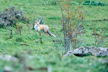 Renard<br>NIKON D4, 700 mm, 7200 ISO,  1/250 sec,  f : 7.1 