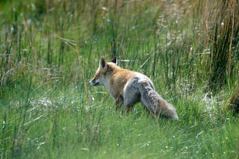 Renard<br>NIKON D4, 850 mm, 1250 ISO,  1/1600 sec,  f : 7.1 