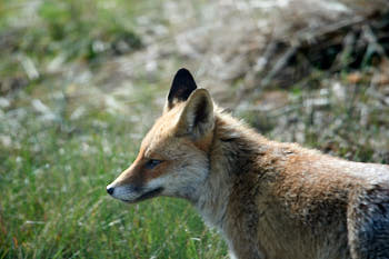 Renard<br>NIKON D4, 850 mm, 640 ISO,  1/1000 sec,  f : 6.7 