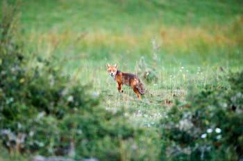 Renard<br>NIKON D4, 500 mm, 11400 ISO,  1/640 sec,  f : 5 