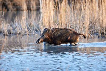 Sanglier<br>NIKON D700, 500 mm, 1400 ISO,  1/320 sec,  f : 5 