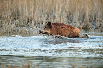 Sanglier<br>NIKON D700, 500 mm, 4000 ISO,  1/320 sec,  f : 5 