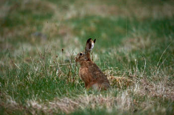 Lievre<br>NIKON D700, 500 mm, 6400 ISO,  1/20 sec,  f : 4.5 