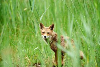 Renard sous la pluie<br>NIKON D700, 700 mm, 2200 ISO,  1/1000 sec,  f : 6.3 